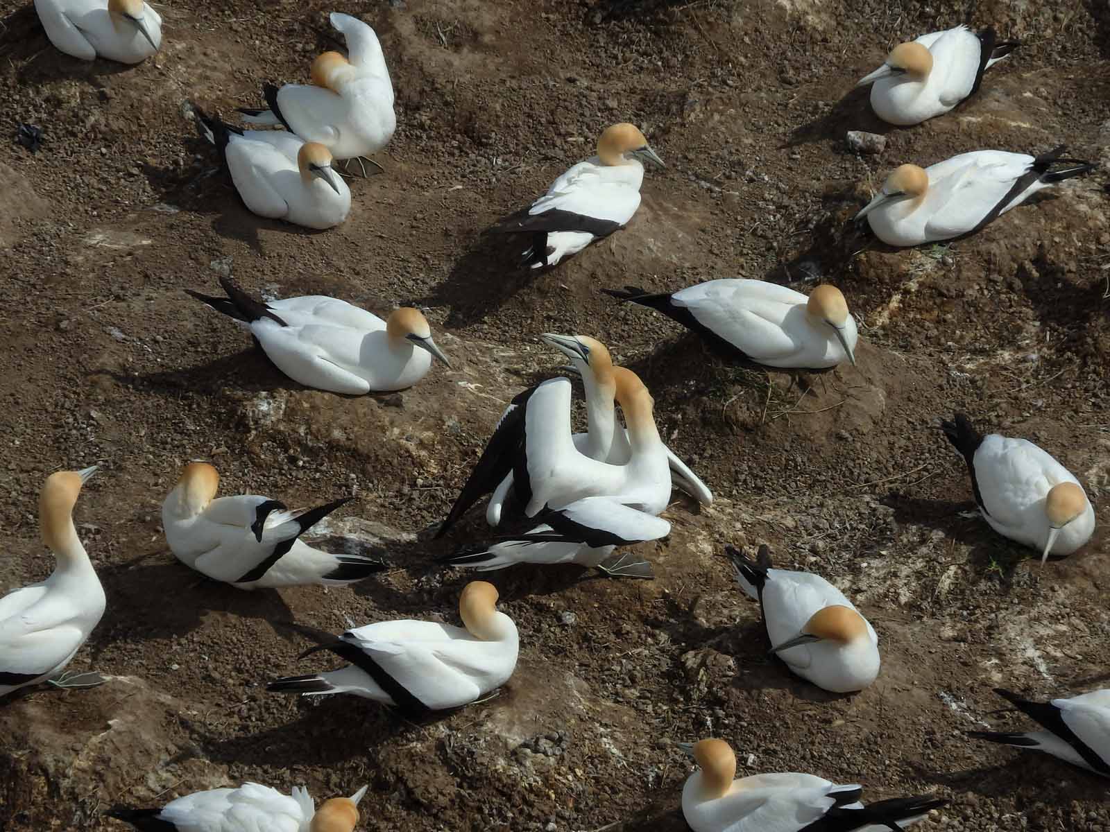 Gannet Colony