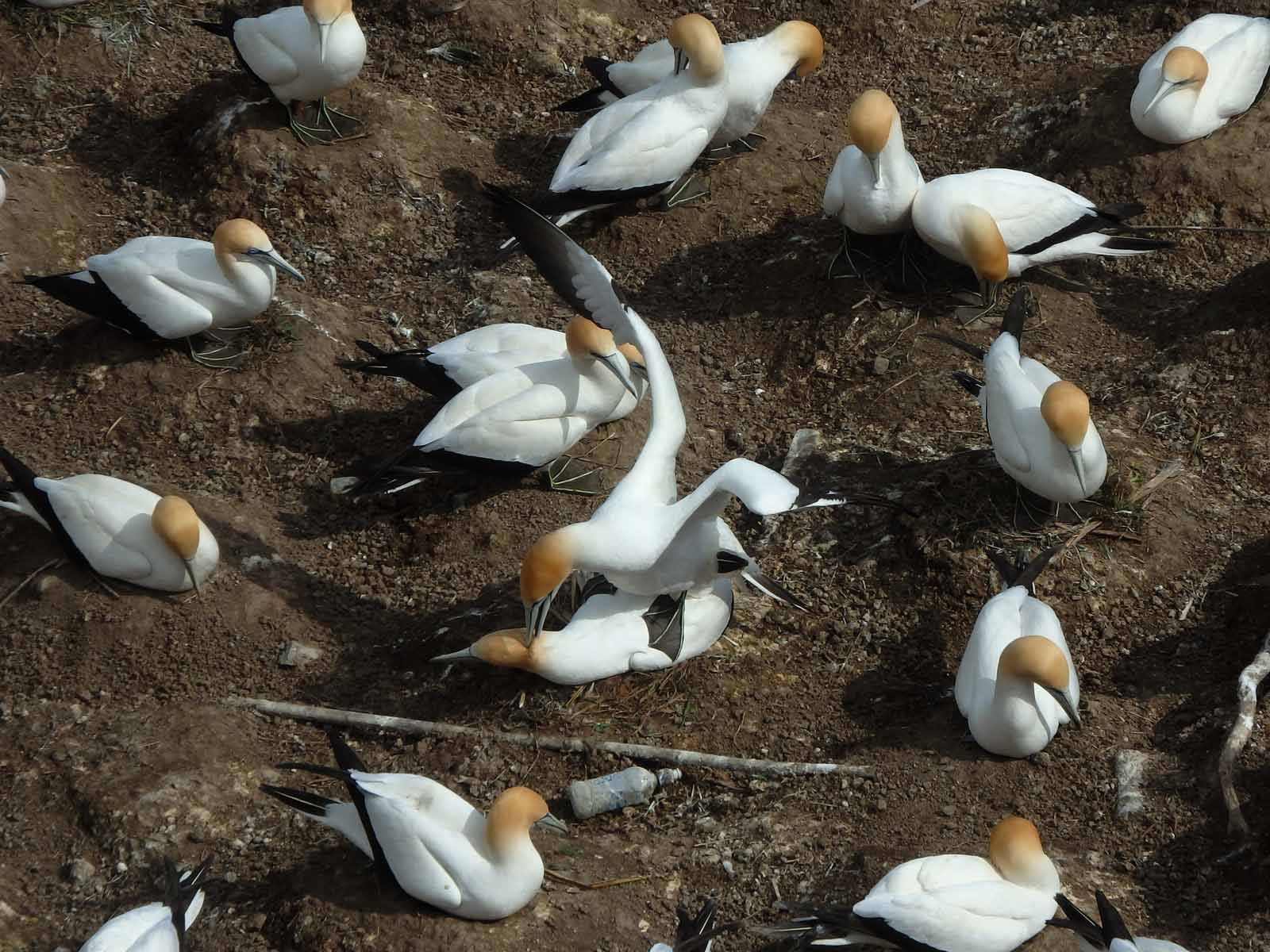 Gannet Colony