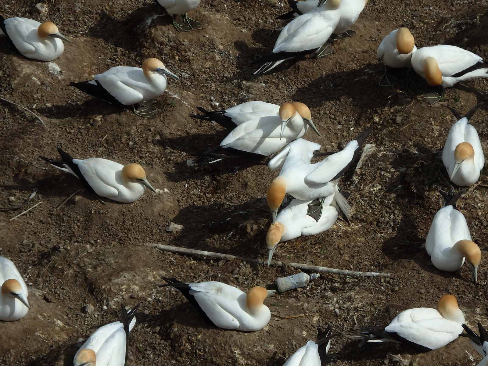 Gannet Colony