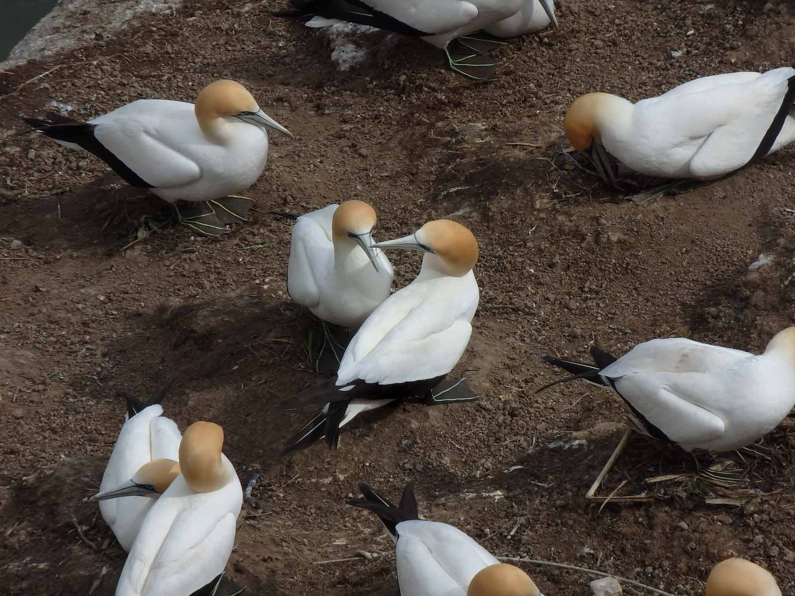Gannet Couple