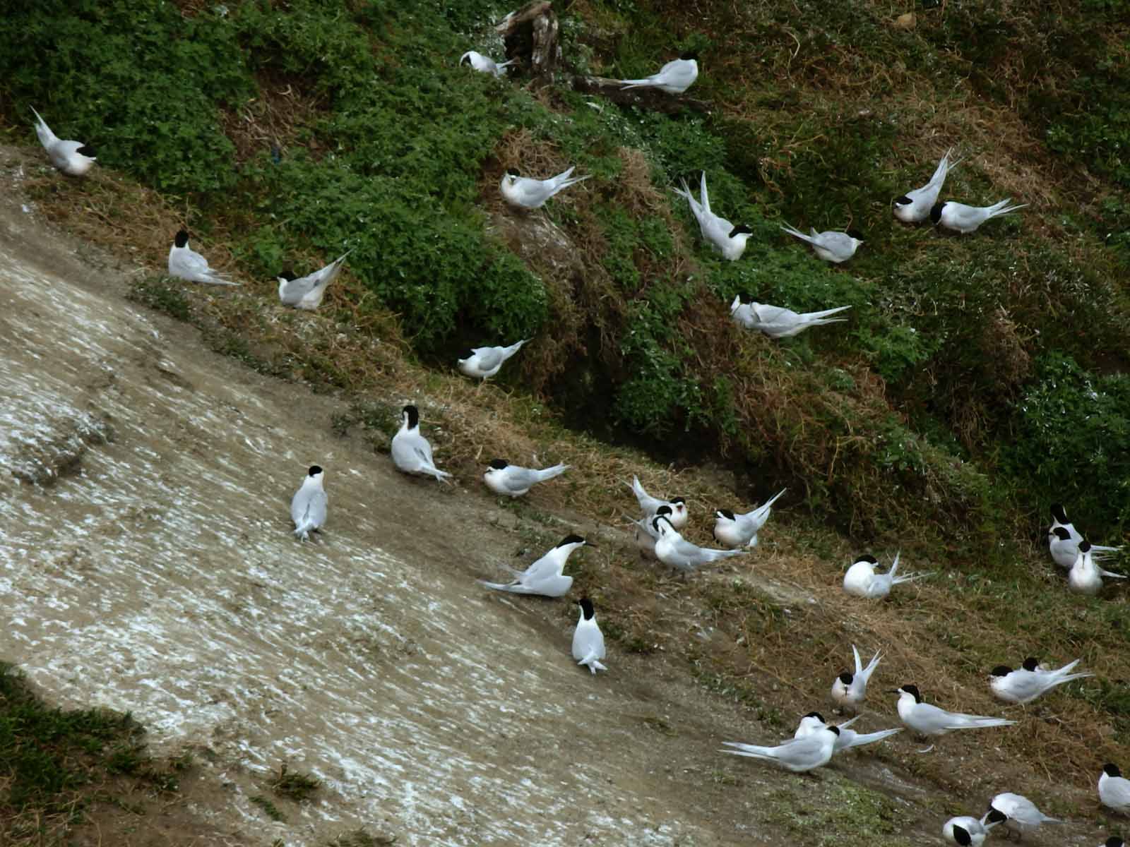 Terns