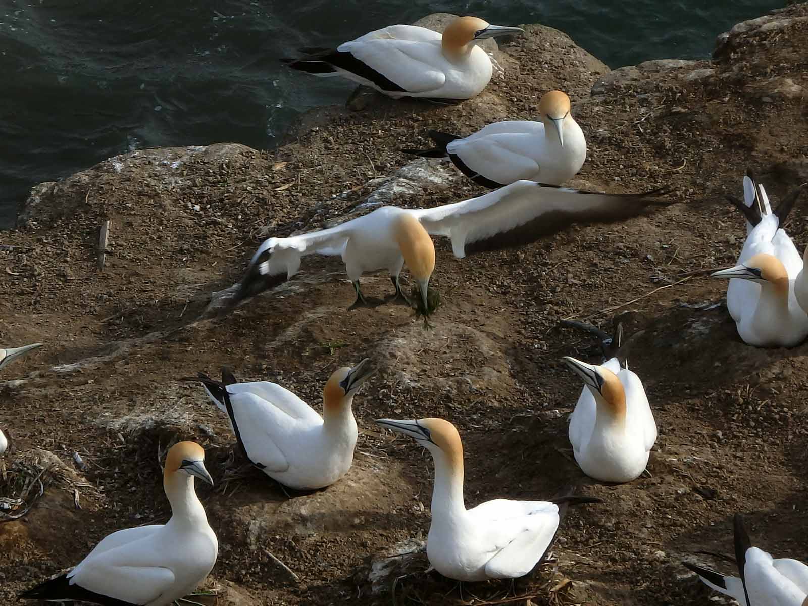 Gannet Landing