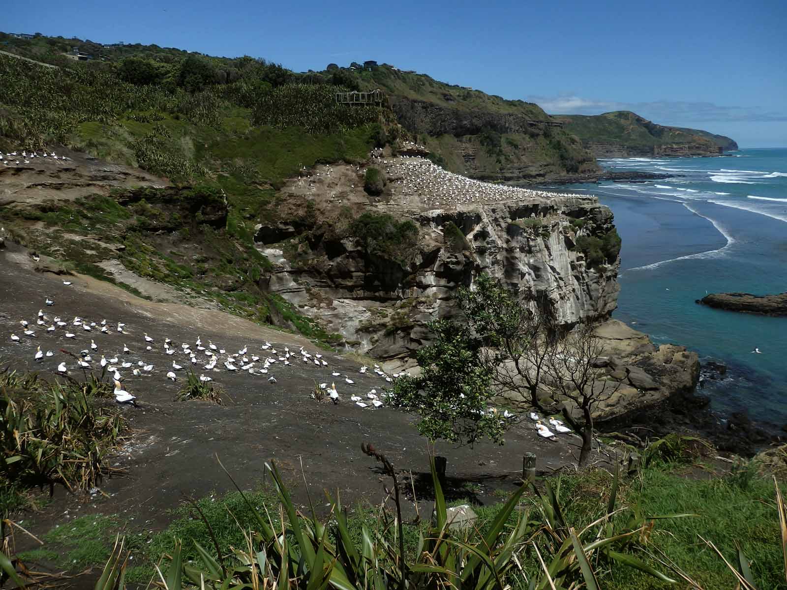 Gannet Colony 8