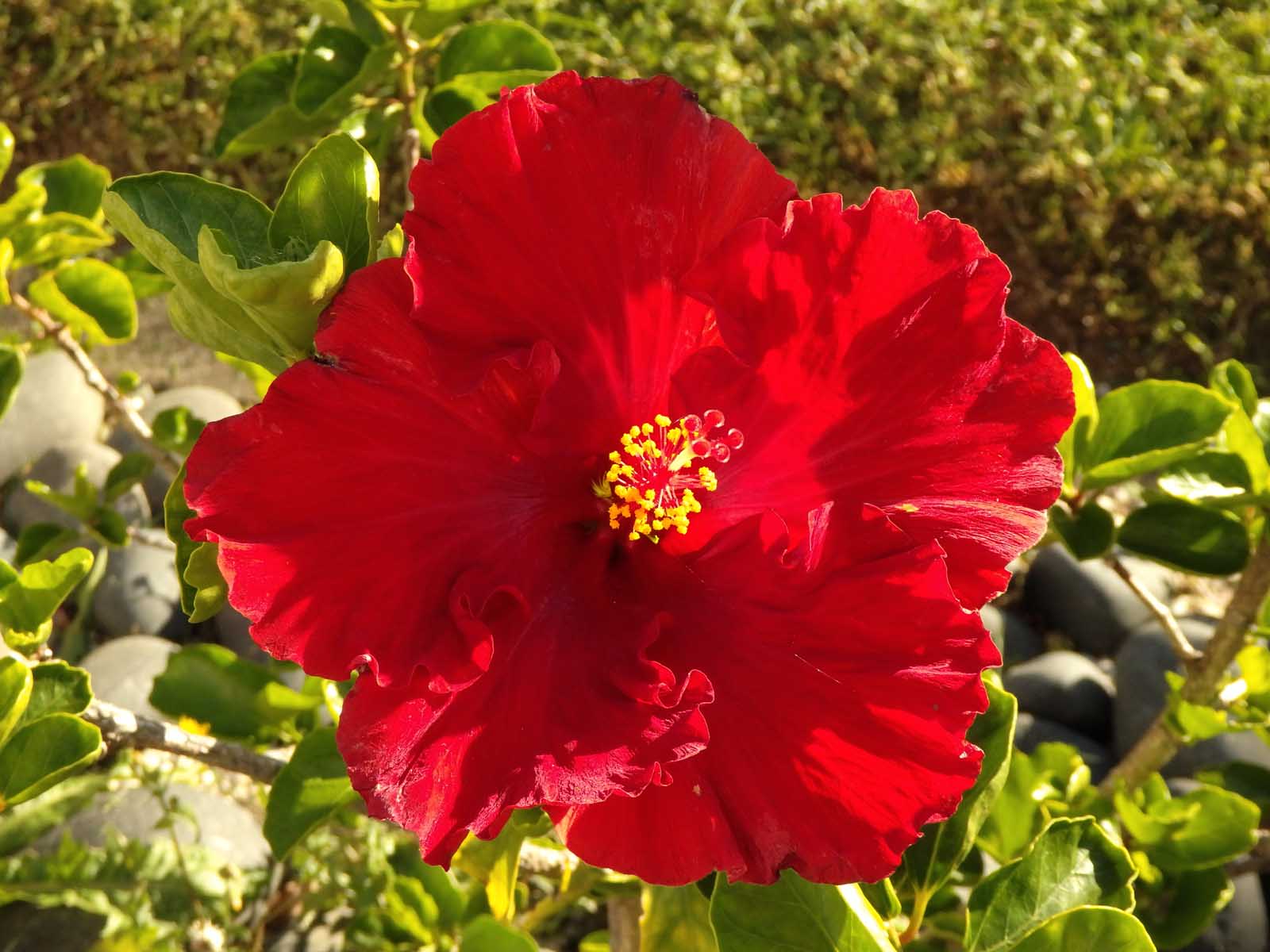 Hibiscus 2