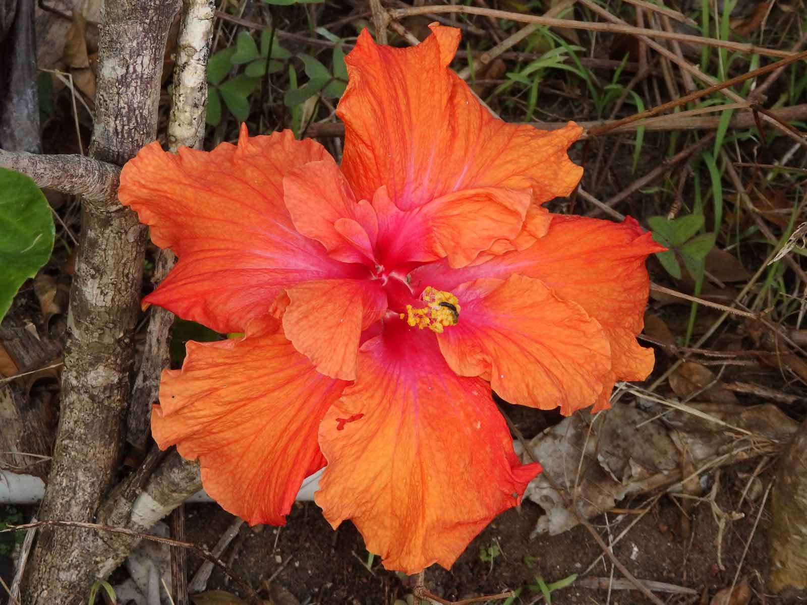 Orange Hibiscus