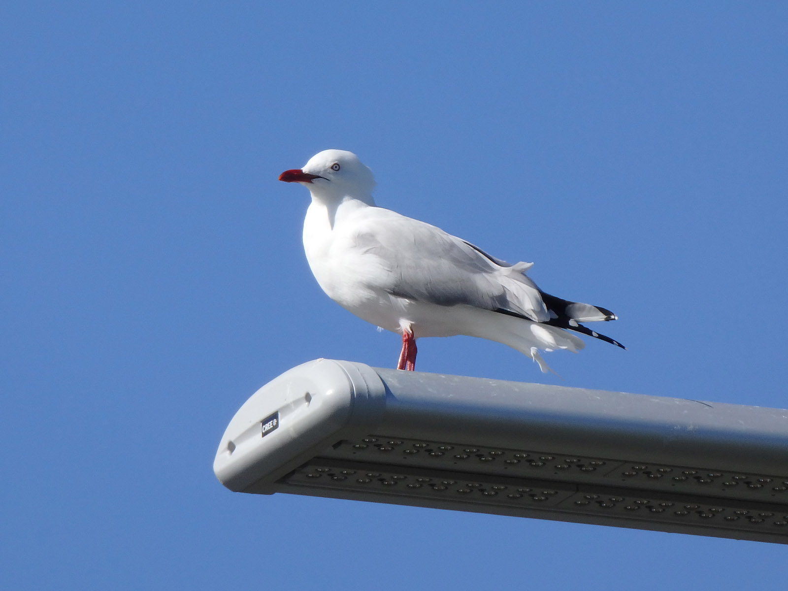 Gull 3
