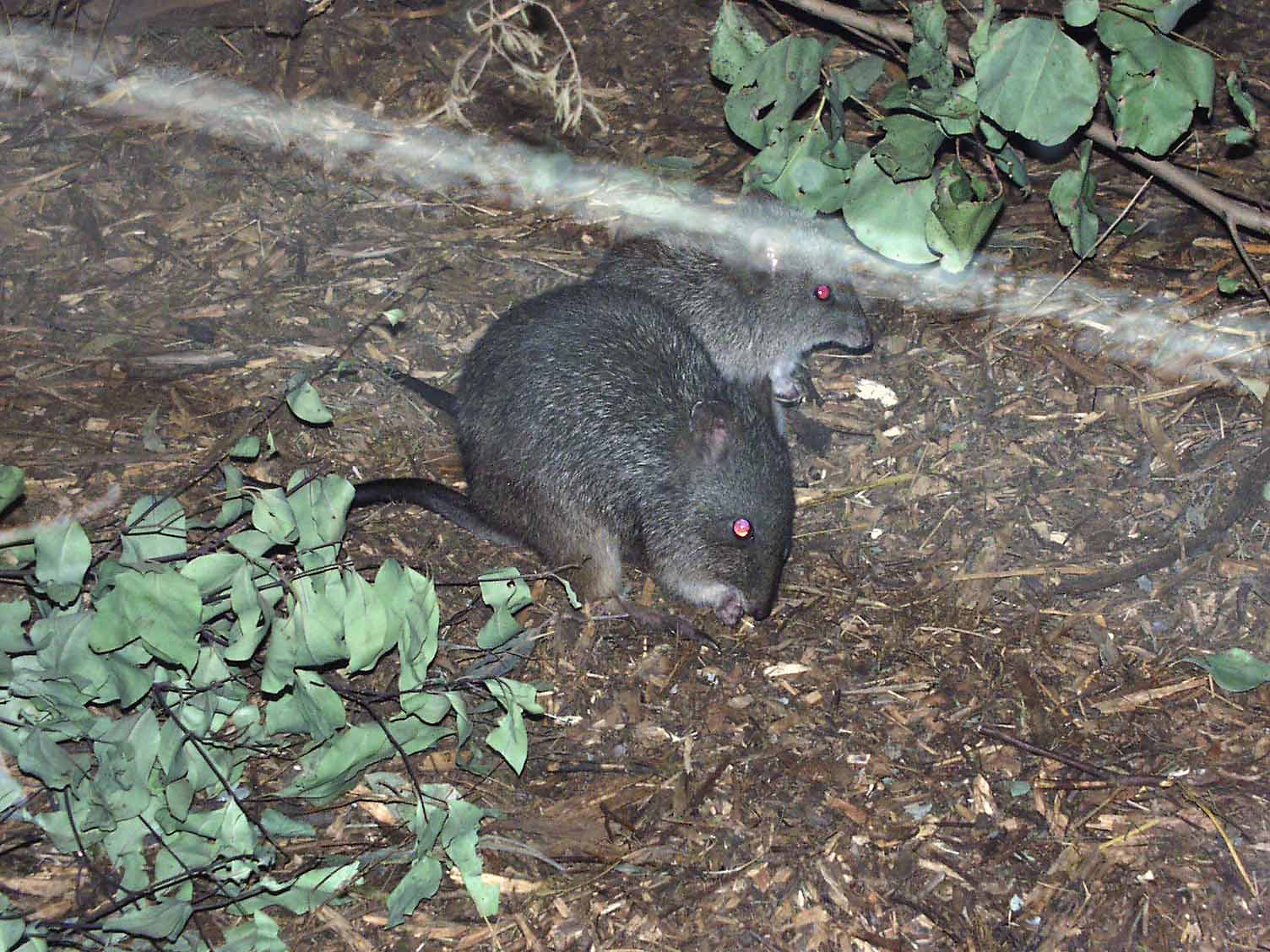 Antechinus 1