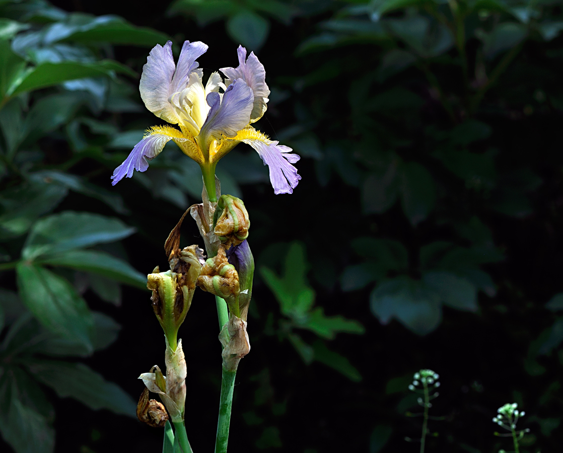 Iris barbus 