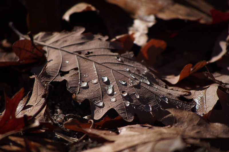 Catching the rain -ArtP
