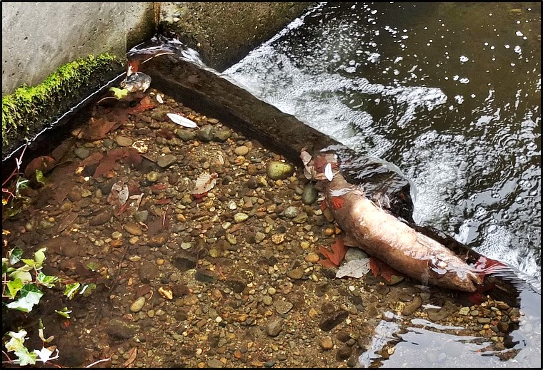 Salmon Life Cycle:  Renewal #2 - Zin