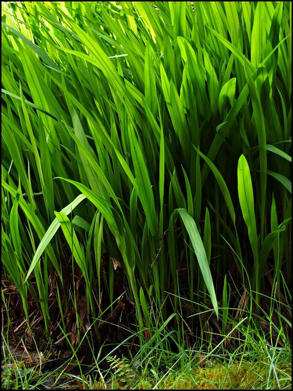 Simple Green - Zin