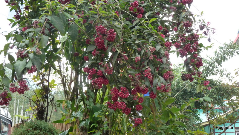 Inde 2013-3 256.JPG