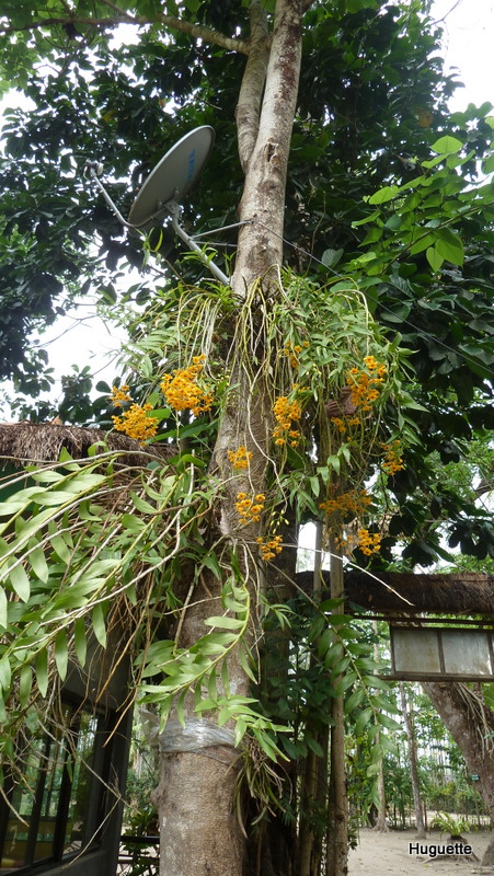 Inde 2013-3 540.JPG