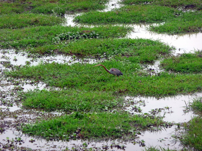 P1150525.JPG