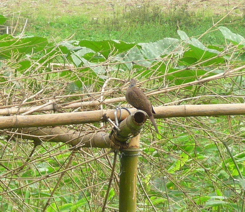 P1150530.JPG