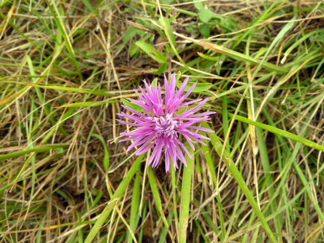 P1060021.JPG