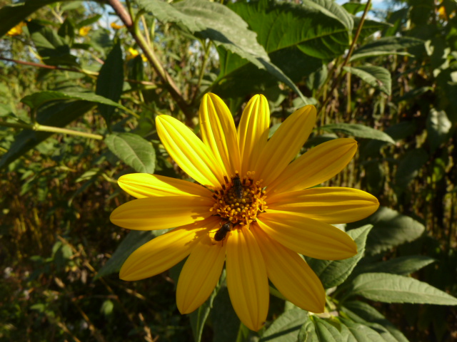 P1060090.JPG
