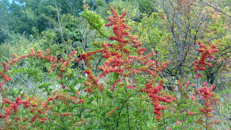 P1060270.JPG
