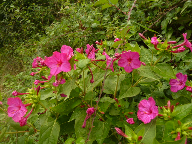 P1060320.JPG