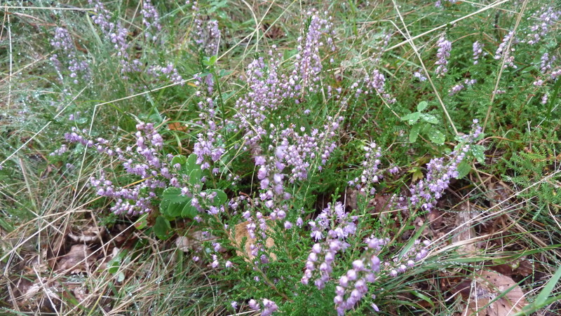 P1060343.JPG