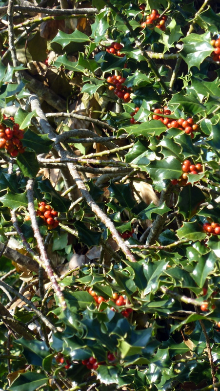 Feuilles de houx et son fruit