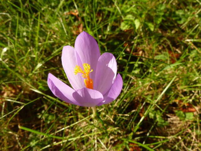 P1060532.JPG