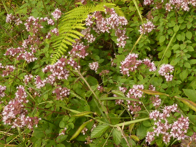 P1060554.JPG