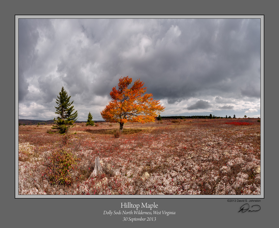 Hilltop Maple Dolly Sods North.jpg