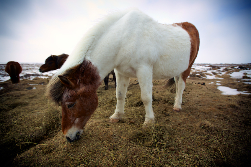 Icelandic