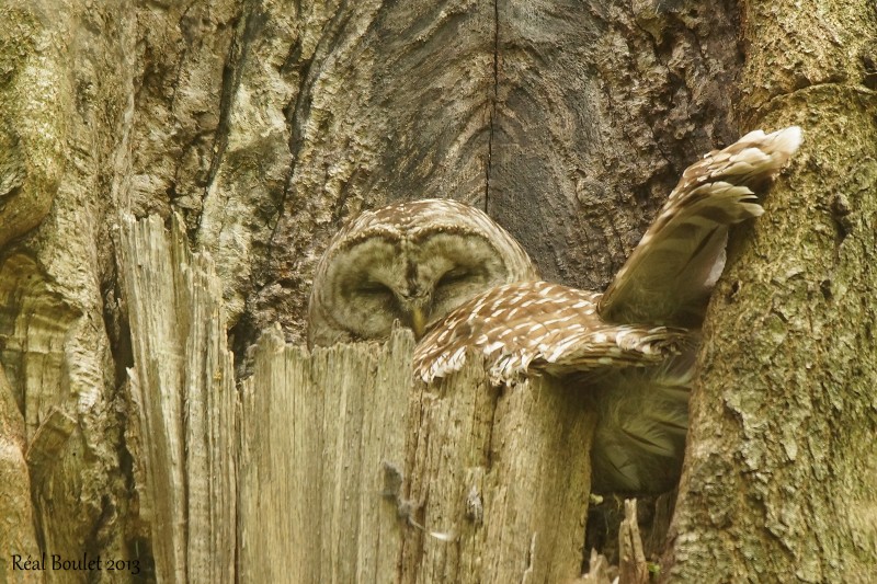 Chouette raye (Barred Owl) 