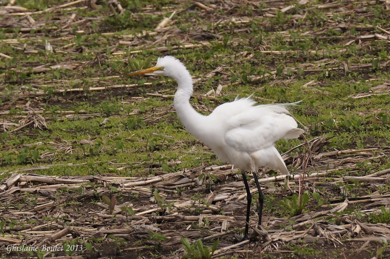 Grande Aigrette (Great Egret)