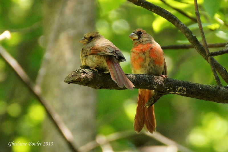 Cardinal rouge (Northern Cardinal) 