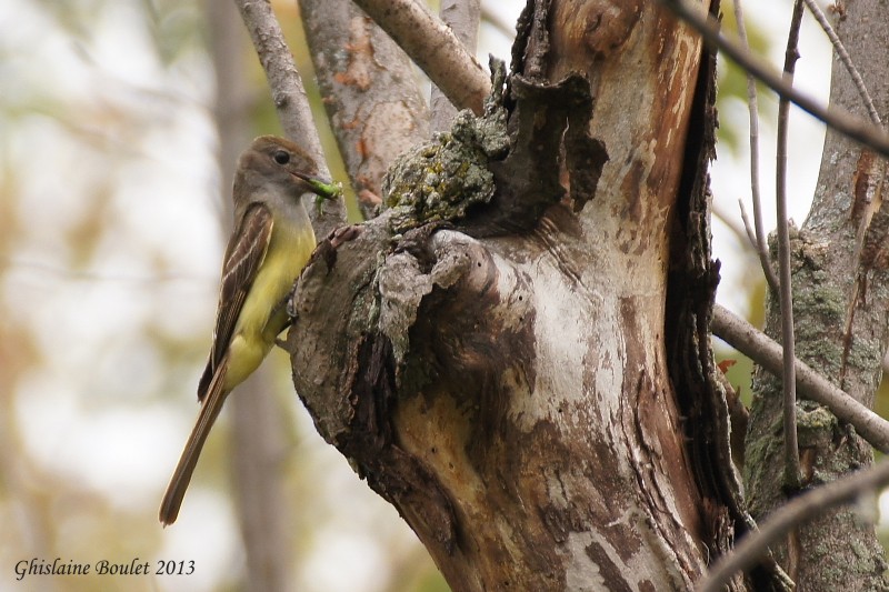 Tyran hupp (Great Crested Flycatcher)