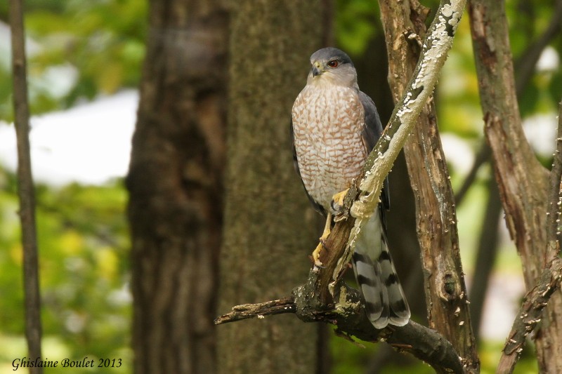pervier de Cooper (Coopers Hawk)