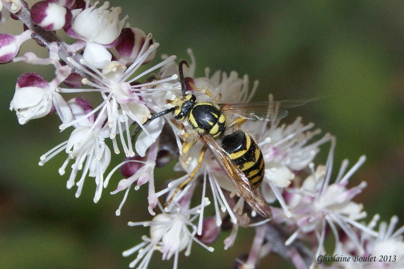 Dolichovespula arenaria