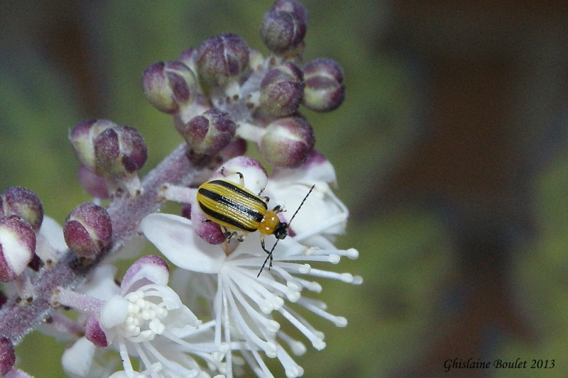 Chrysomle raye du concombre