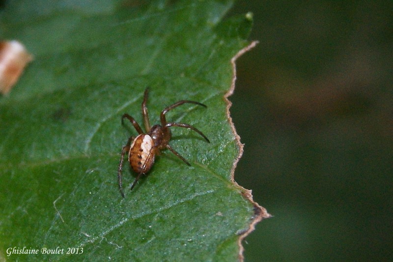 (Hypsosinga rubens - Orbweaver) ??? Femelle (2mm)
