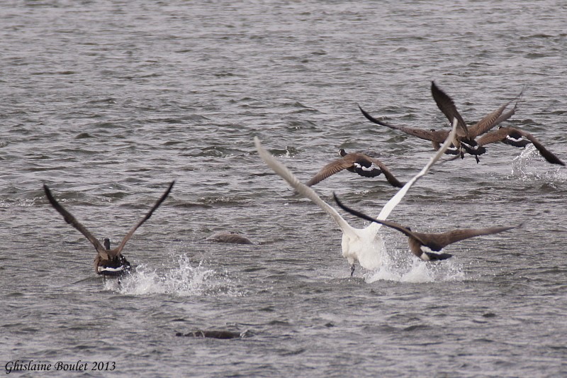 Cygne trompette (Trumpeter Swan)