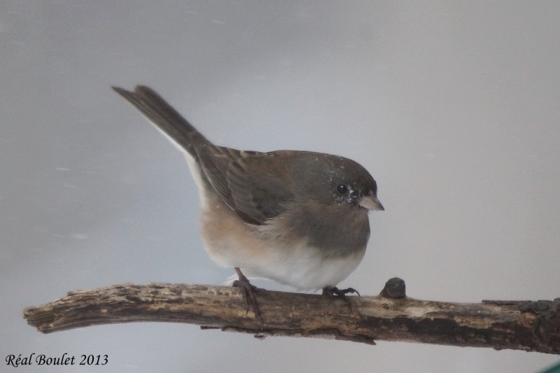 Junco ardois/ros (Pink/Dark-eyed Junco) 