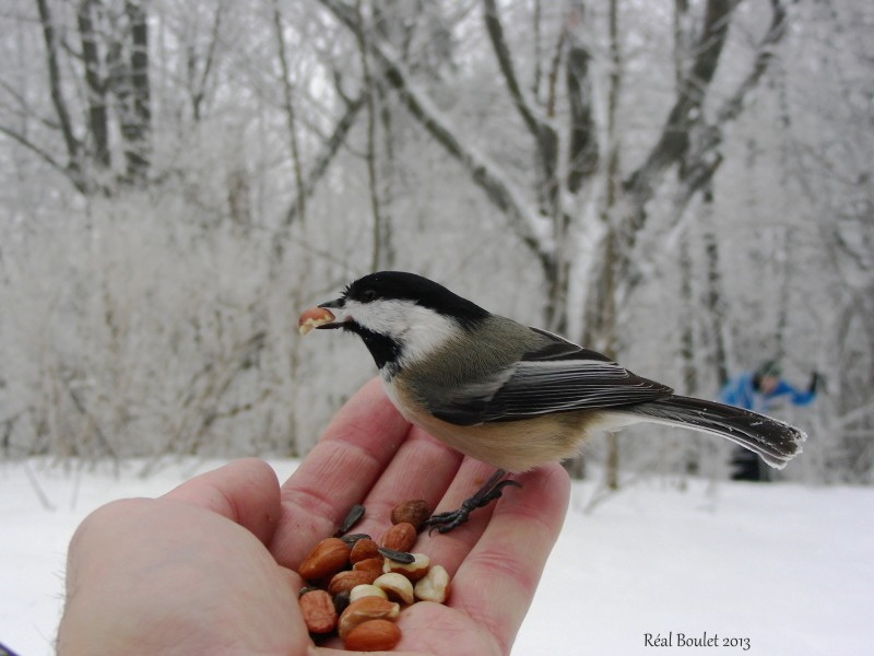 Msange  tte noire (Black-capped Chickadee)