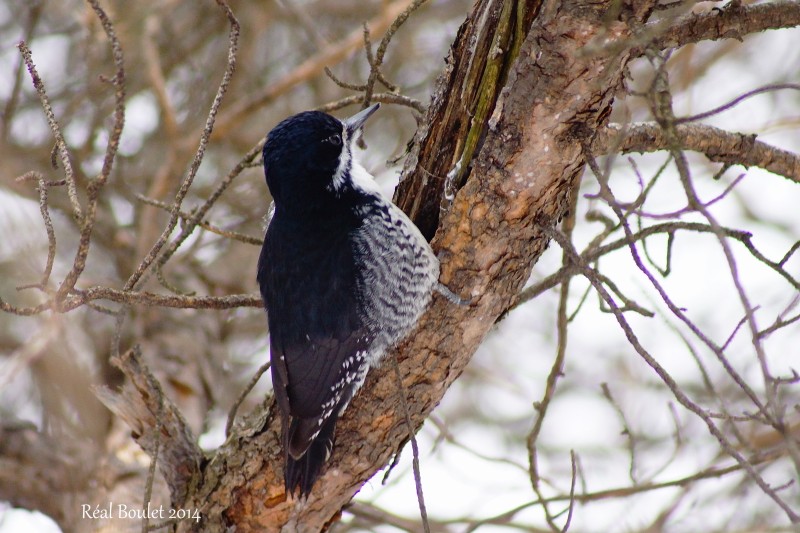 Pic  dos noir (Black-backed Woodpecker)