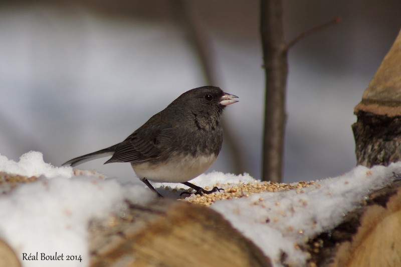 Junco ardois (Dark-eyed Junco) 