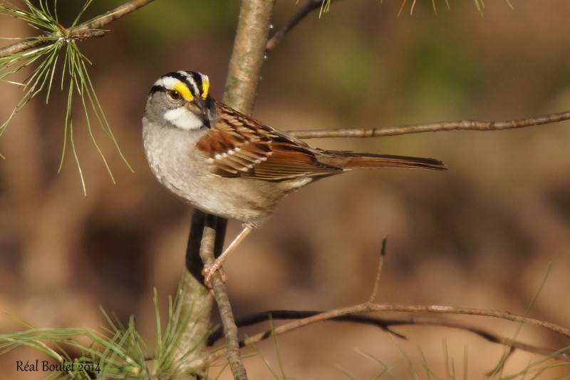 Bruant  gorge blanche (White-throated Sparrow)