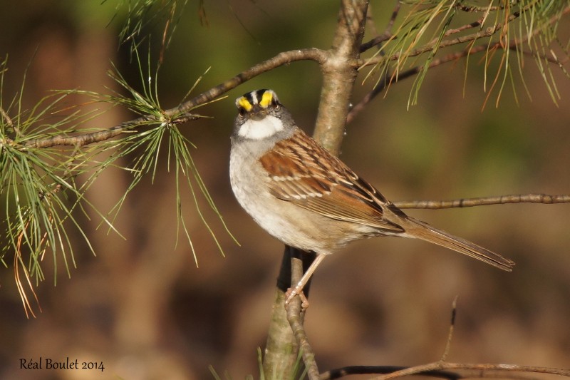 Bruant  gorge blanche (White-throated Sparrow)
