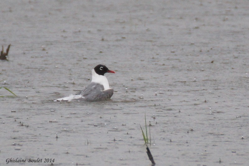 Mouette de Franklin (Franklins Gull)