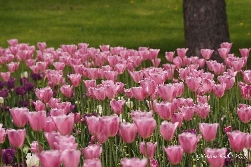 Tulipes