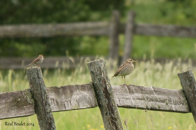 Maubche des champs (Upland Sandpiper)