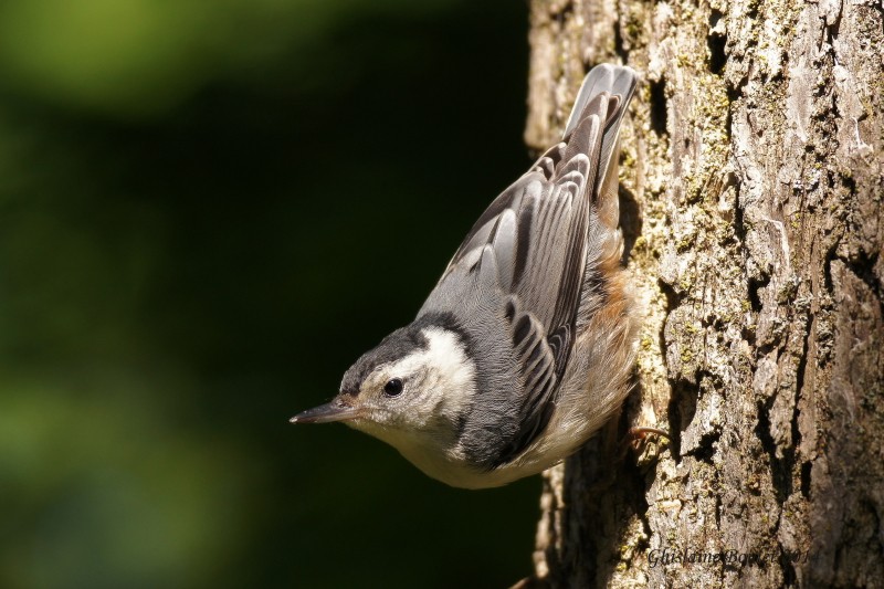 Sittelle  poitrine blanche (White-breasted Nuthatch)