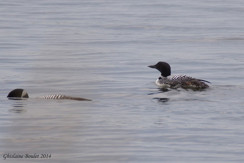 Plongeon huard (Common Loon)