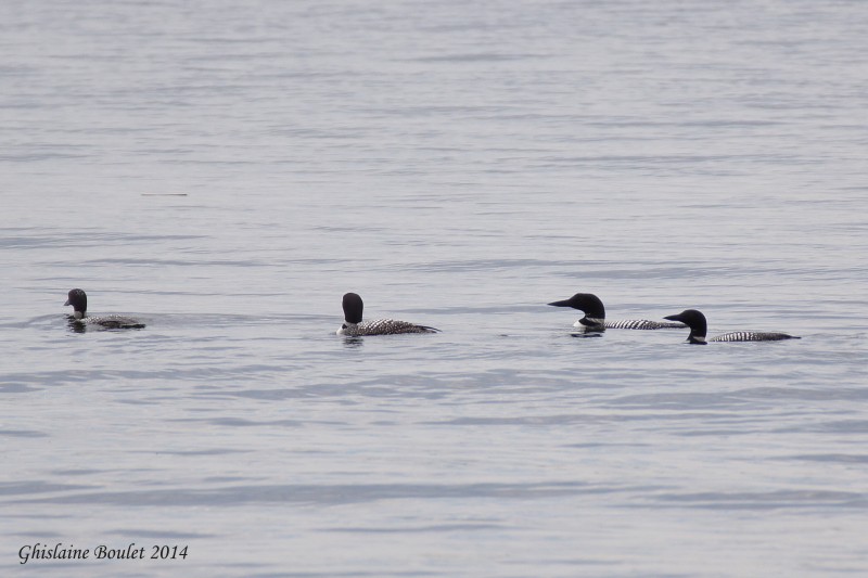 Plongeon huard (Common Loon)